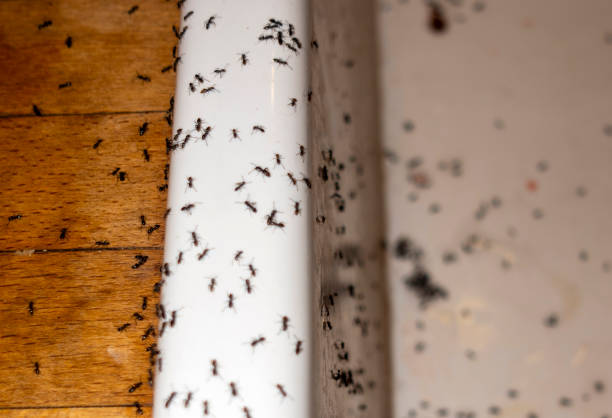Best Exterminator Services  in Salem, IL
